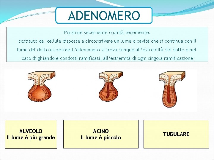 ADENOMERO Porzione secernente o unità secernente. costituto da cellule disposte a circoscrivere un lume