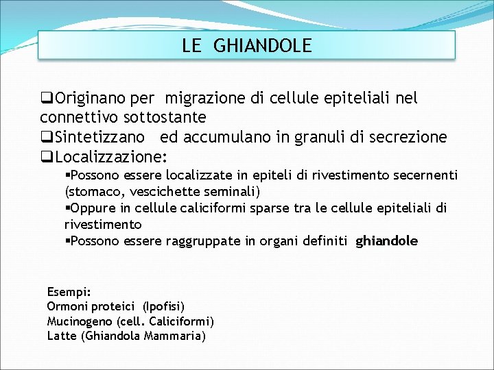 LE GHIANDOLE q. Originano per migrazione di cellule epiteliali nel connettivo sottostante q. Sintetizzano