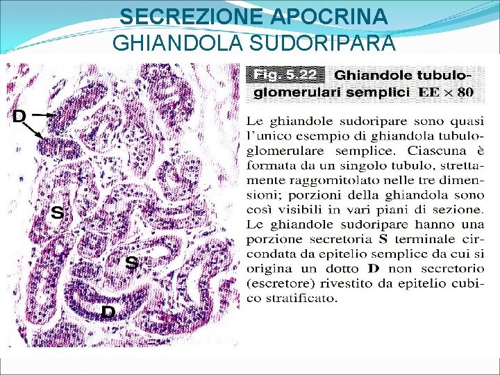 SECREZIONE APOCRINA GHIANDOLA SUDORIPARA 