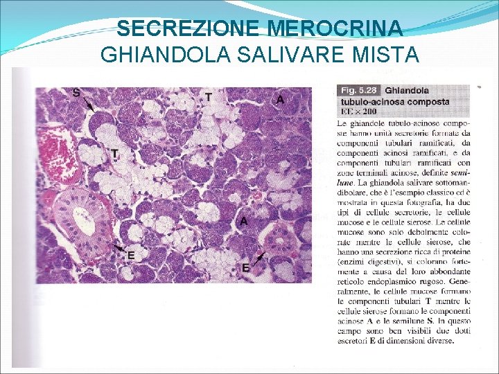 SECREZIONE MEROCRINA GHIANDOLA SALIVARE MISTA 