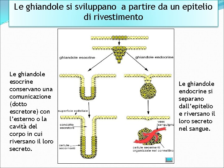 Le ghiandole si sviluppano a partire da un epitelio di rivestimento Le ghiandole esocrine