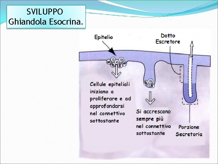 SVILUPPO Ghiandola Esocrina. 