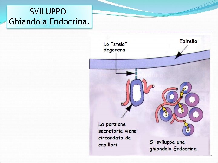 SVILUPPO Ghiandola Endocrina. 