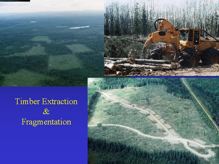 Timber Extraction & Fragmentation Timber Extraction & Fragmentation