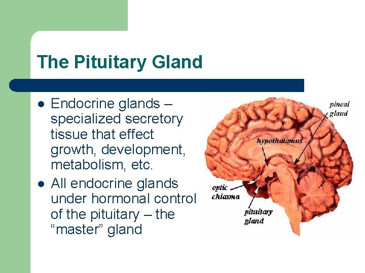 The Pituitary Gland l l Endocrine glands – specialized secretory tissue that effect growth,