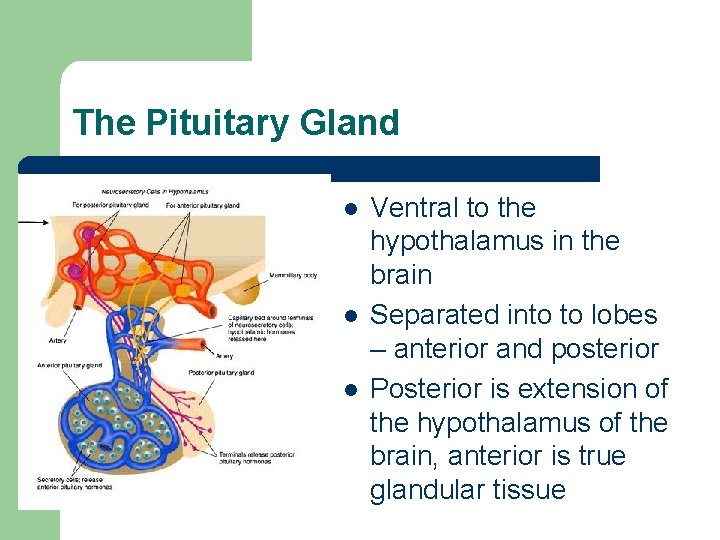 The Pituitary Gland l l l Ventral to the hypothalamus in the brain Separated