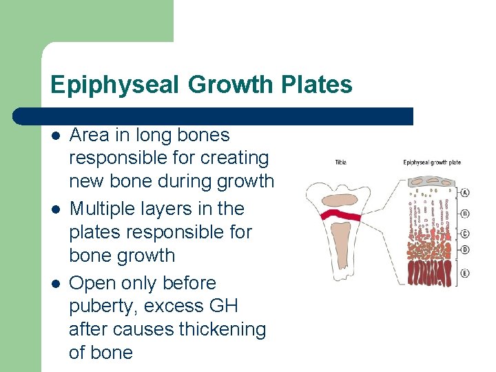 Epiphyseal Growth Plates l l l Area in long bones responsible for creating new