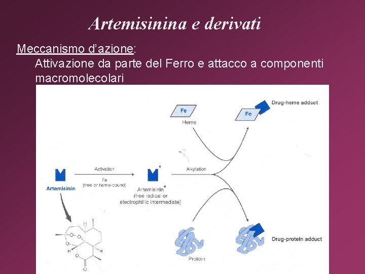 Artemisinina e derivati Meccanismo d’azione: Attivazione da parte del Ferro e attacco a componenti