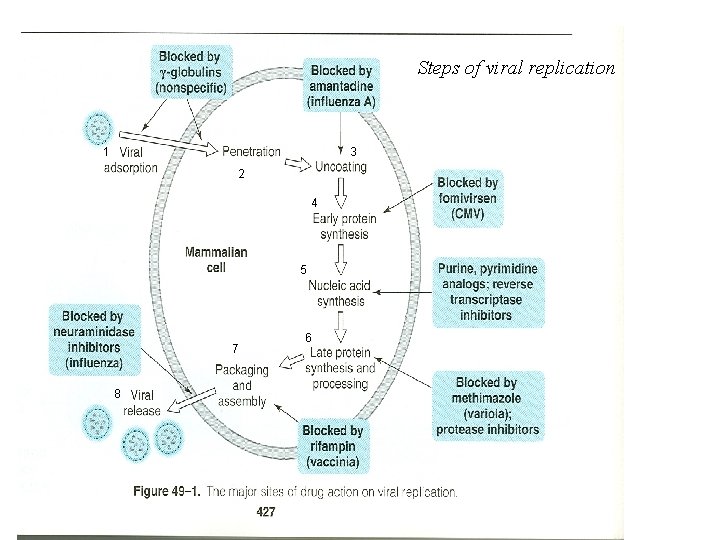 Steps of viral replication 1 3 2 4 5 7 8 6 