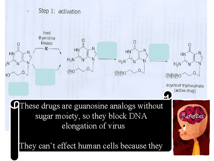 These drugs are guanosine analogs without sugar moiety, so they block DNA elongation of