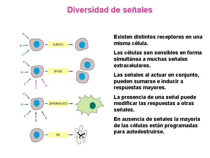 Diversidad de señales Existen distintos receptores en una misma célula. Las células son sensibles