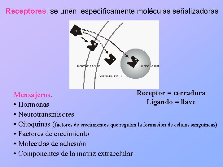 Receptores: se unen específicamente moléculas señalizadoras Receptor = cerradura Mensajeros: Ligando = llave •