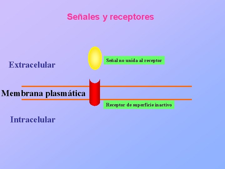 Señales y receptores Extracelular Señal no unida al receptor Membrana plasmática Receptor de superficie