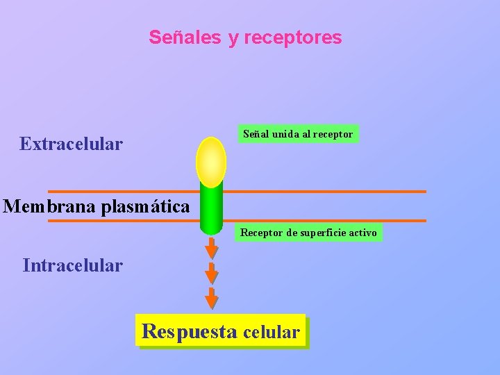 Señales y receptores Señal unida al receptor Extracelular Membrana plasmática Receptor de superficie activo