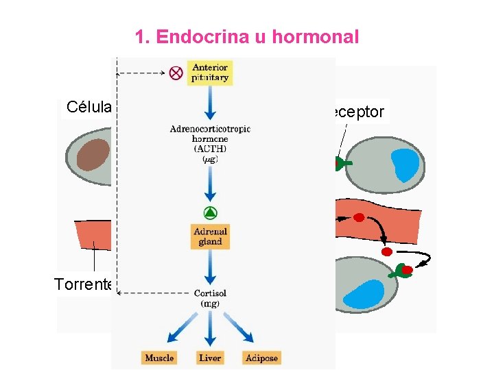 1. Endocrina u hormonal Célula endocrina Receptor Hormona Torrente sanguíneo Célula blanco 
