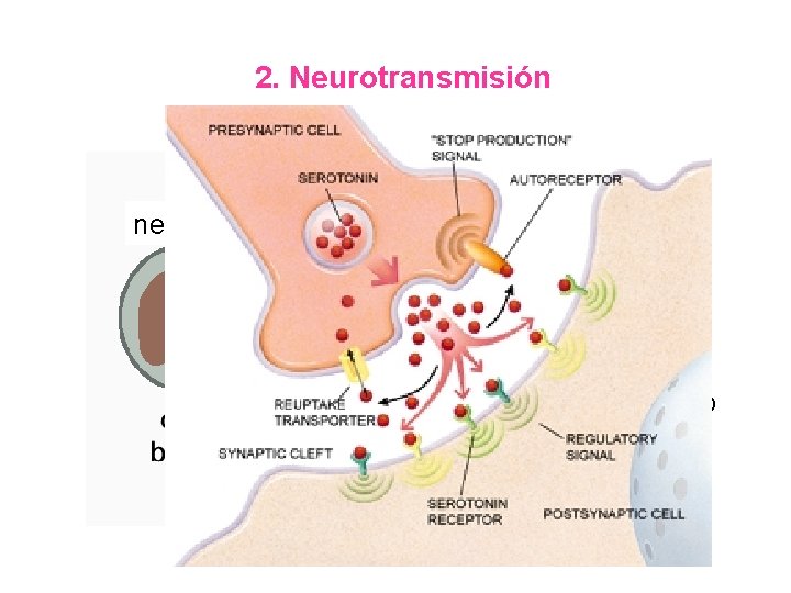 2. Neurotransmisión sinapsis neurona neurotransmisor célula blanco 