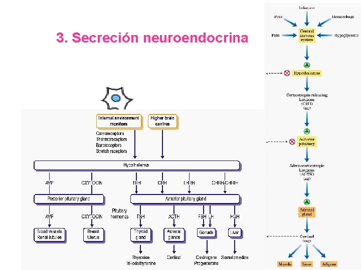 3. Secreción neuroendocrina Célula neurosecretora Célula blanco distante 