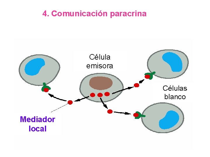 4. Comunicación paracrina Célula emisora Células blanco Mediador local 