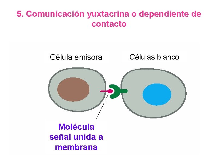 5. Comunicación yuxtacrina o dependiente de contacto Célula emisora Molécula señal unida a membrana