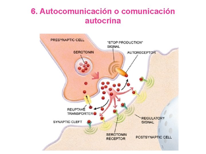 6. Autocomunicación o comunicación autocrina Sitios blanco en la misma célula 