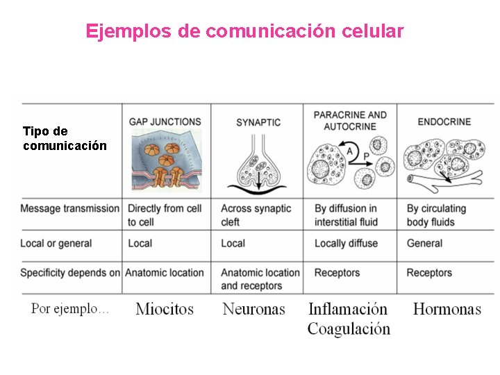 Ejemplos de comunicación celular Tipo de comunicación 