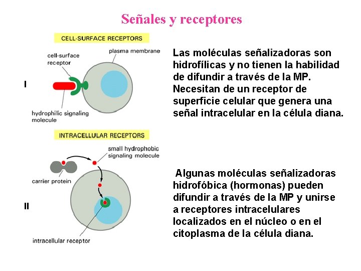 Señales y receptores I Las moléculas señalizadoras son hidrofílicas y no tienen la habilidad