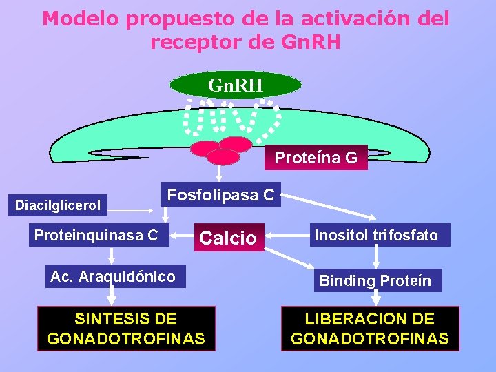 Modelo propuesto de la activación del receptor de Gn. RH Proteína G Diacilglicerol Fosfolipasa