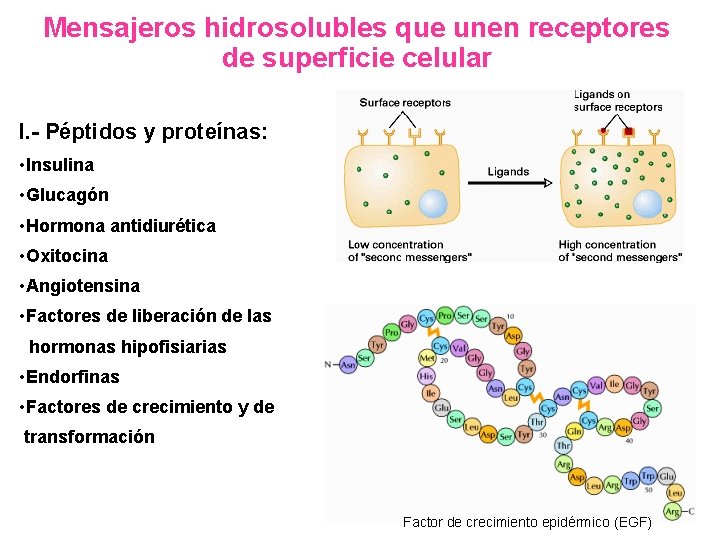 Mensajeros hidrosolubles que unen receptores de superficie celular I. - Péptidos y proteínas: •
