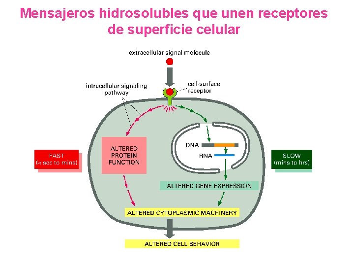 Mensajeros hidrosolubles que unen receptores de superficie celular 