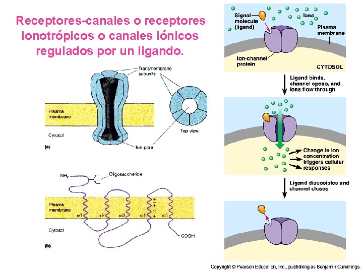 Receptores-canales o receptores ionotrópicos o canales iónicos regulados por un ligando. 