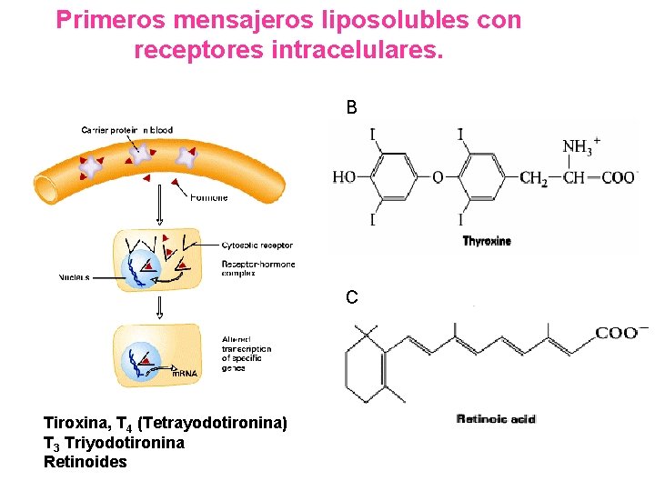 Primeros mensajeros liposolubles con receptores intracelulares. B C Tiroxina, T 4 (Tetrayodotironina) T 3