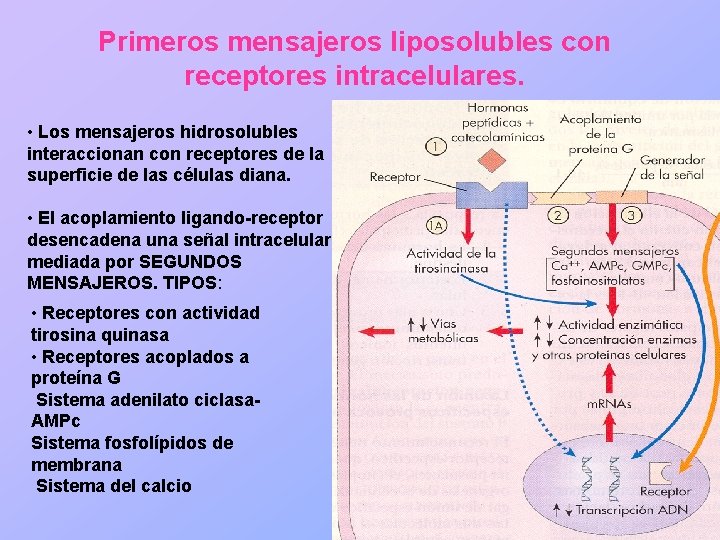 Primeros mensajeros liposolubles con receptores intracelulares. • Los mensajeros hidrosolubles interaccionan con receptores de