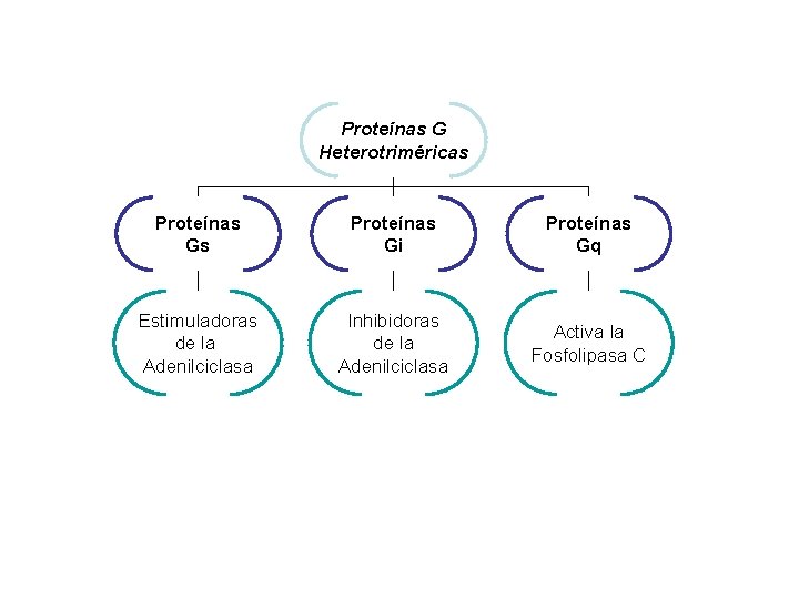 Proteínas G Heterotriméricas Proteínas Gi Proteínas Gq Estimuladoras de la Adenilciclasa Inhibidoras de la