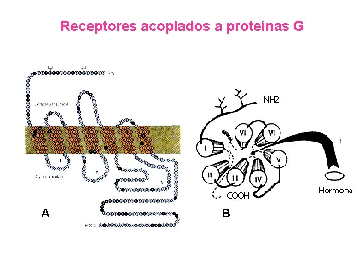Receptores acoplados a proteínas G A B 