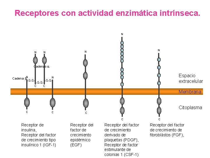 Receptores con actividad enzimática intrínseca. N N N Cadenas Cadena N -S-S- Espacio extracelular