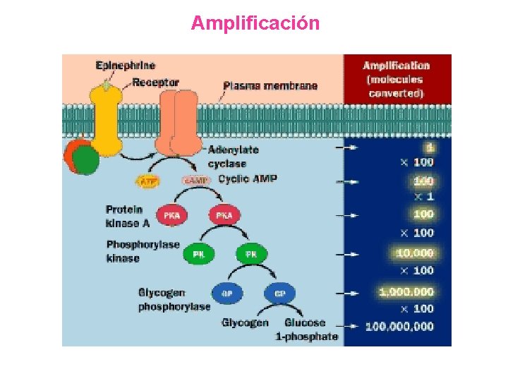 Amplificación 