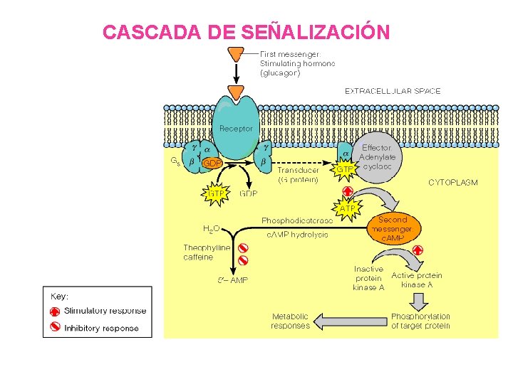 CASCADA DE SEÑALIZACIÓN 