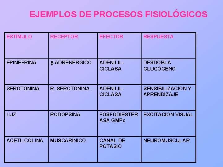 EJEMPLOS DE PROCESOS FISIOLÓGICOS ESTÍMULO RECEPTOR EFECTOR RESPUESTA EPINEFRINA b-ADRENÉRGICO ADENILILCICLASA DESDOBLA GLUCÓGENO SEROTONINA