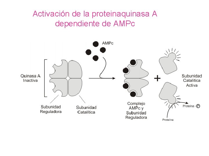 Activación de la proteinaquinasa A dependiente de AMPc 