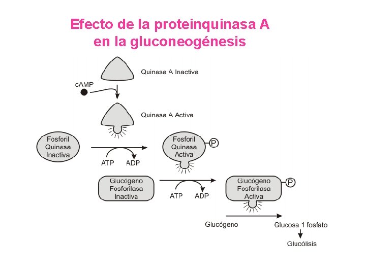 Efecto de la proteinquinasa A en la gluconeogénesis 