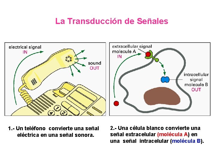 La Transducción de Señales 1. - Un teléfono convierte una señal eléctrica en una