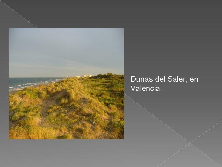 Dunas del Saler, en Valencia. 