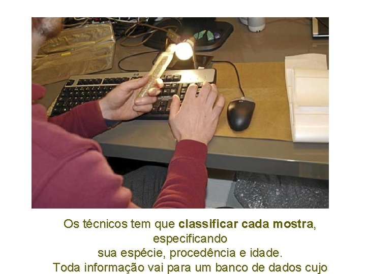 Os técnicos tem que classificar cada mostra, especificando sua espécie, procedência e idade. Toda Os técnicos tem que classificar cada mostra, especificando sua espécie, procedência e idade. Toda