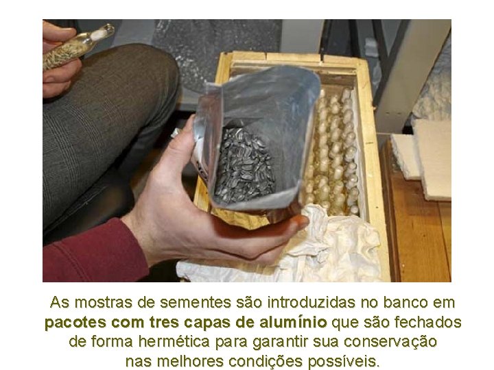 As mostras de sementes são introduzidas no banco em pacotes com tres capas de As mostras de sementes são introduzidas no banco em pacotes com tres capas de