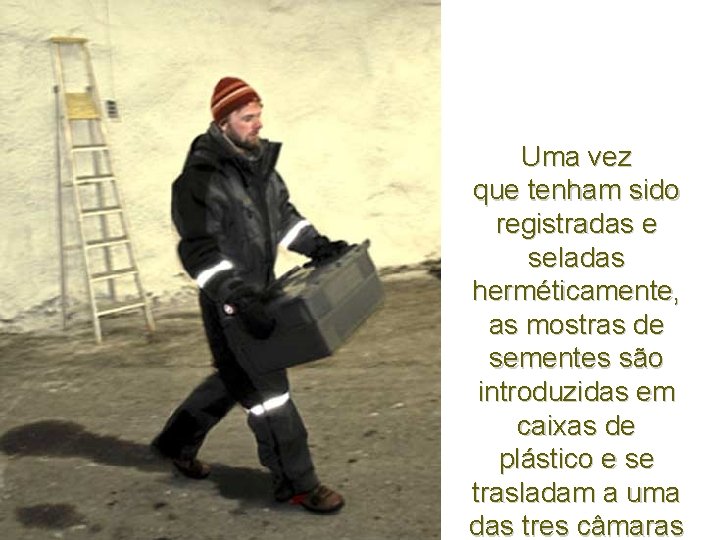 Uma vez que tenham sido registradas e seladas herméticamente, as mostras de sementes são Uma vez que tenham sido registradas e seladas herméticamente, as mostras de sementes são