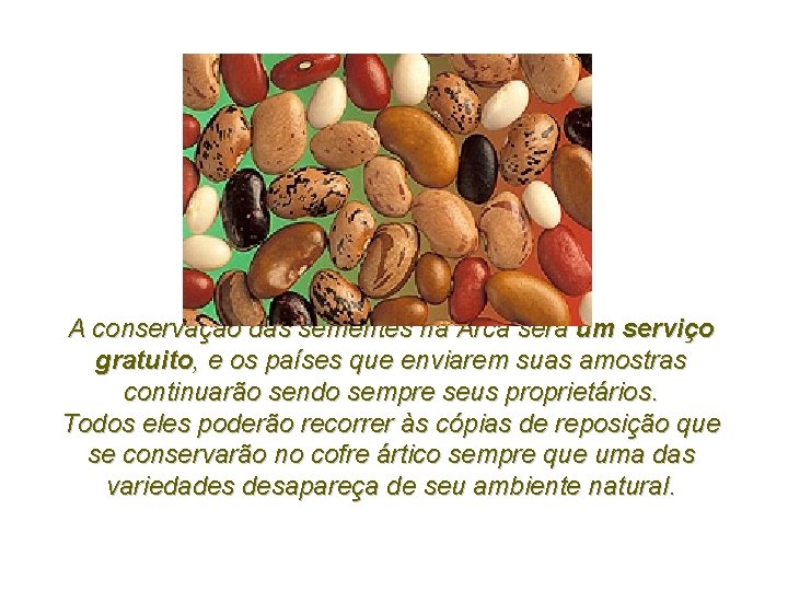 A conservação das sementes na Arca será um serviço gratuito, e os países que A conservação das sementes na Arca será um serviço gratuito, e os países que