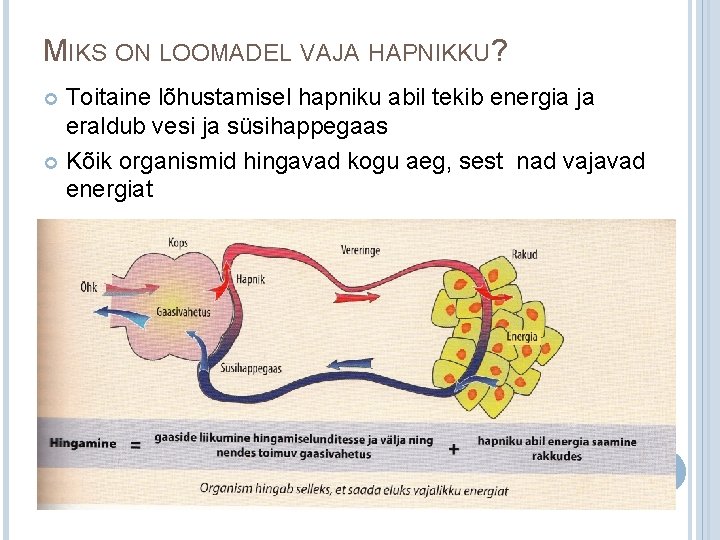 MIKS ON LOOMADEL VAJA HAPNIKKU? Toitaine lõhustamisel hapniku abil tekib energia ja eraldub vesi