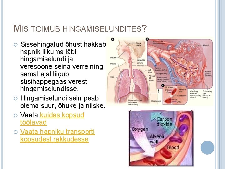 MIS TOIMUB HINGAMISELUNDITES? Sissehingatud õhust hakkab hapnik liikuma läbi hingamiselundi ja veresoone seina verre