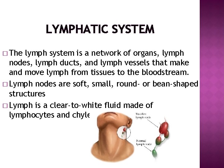 LYMPHATIC SYSTEM � The lymph system is a network of organs, lymph nodes, lymph