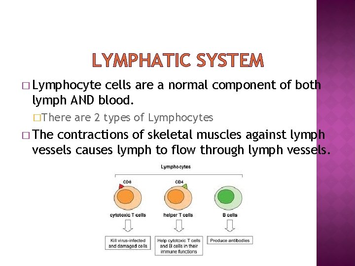 LYMPHATIC SYSTEM � Lymphocyte cells are a normal component of both lymph AND blood.